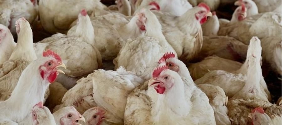 Aves: Somos Referência no Mercado de Avicultura no Norte e Nordeste