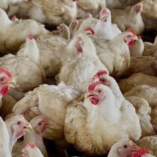 Aves: Somos Referência no Mercado de Avicultura no Norte e Nordeste