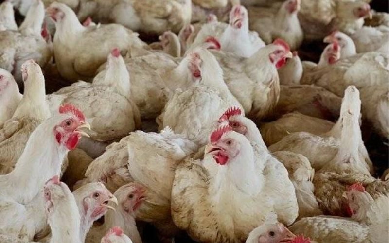 Aves: Somos Referência no Mercado de Avicultura no Norte e Nordeste
