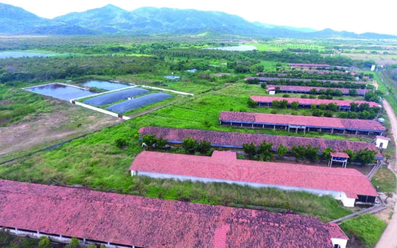 Maior produtor de suínos do Nordeste projeta verticalização completa da atividade